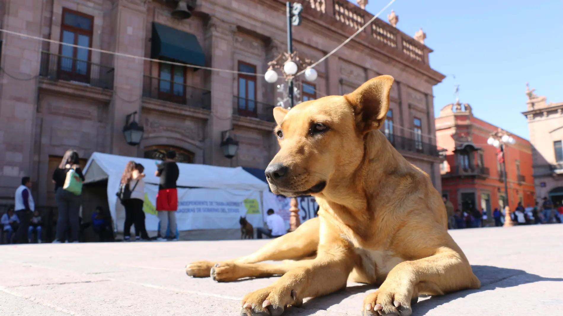 huelga de hambre animalistas (6)